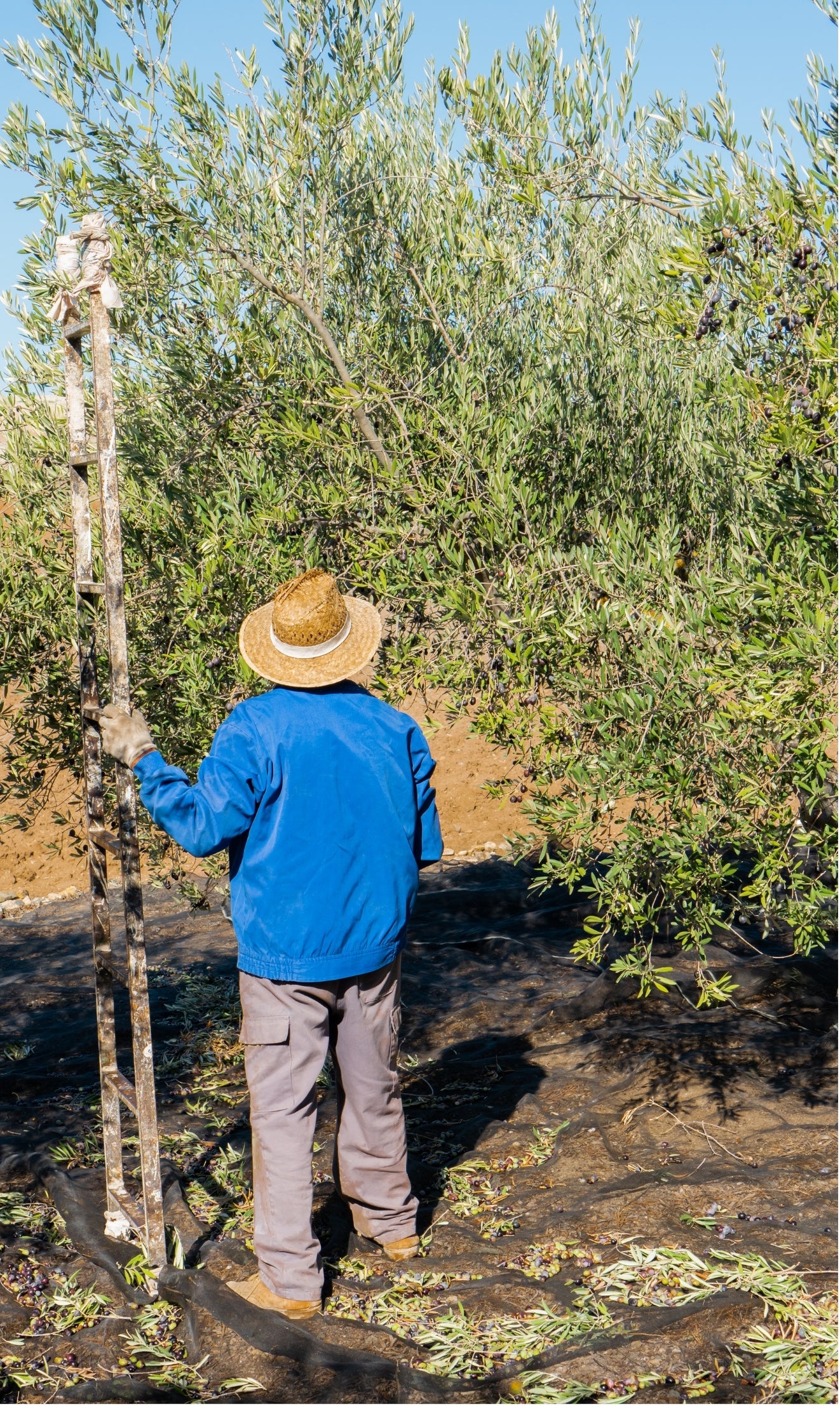 Sustainability in Olive Oil Production: How Verde Azzura Stays Green